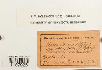 Desmatodon heimii var. heimii image