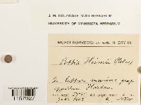 Desmatodon heimii var. heimii image