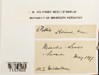 Desmatodon heimii var. heimii image