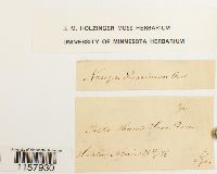 Desmatodon heimii var. heimii image