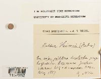 Desmatodon heimii var. heimii image