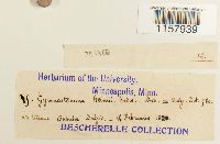 Desmatodon heimii var. heimii image