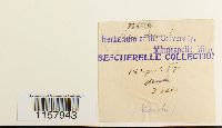 thumbnail image of current specimen