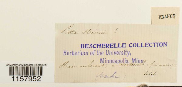 Desmatodon heimii var. heimii image