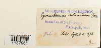 Pottia intermedia image
