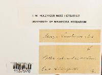 Pottia intermedia image