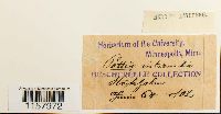 Pottia intermedia image