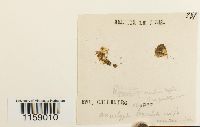 Pottia lanceolata image