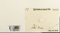 Pottia truncata image