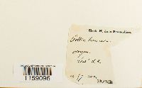thumbnail image of current specimen