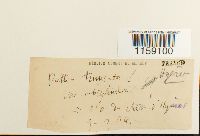 thumbnail image of current specimen