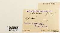 thumbnail image of current specimen