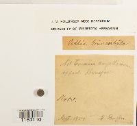 Pottia truncata image