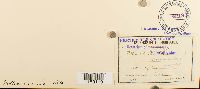 Pottia wilsonii image