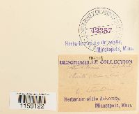 Pottia wilsonii image