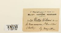 Pottia wilsonii image