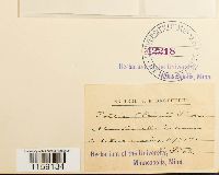 thumbnail image of current specimen
