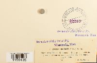 Desmatodon heimii var. heimii image