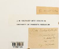 Pottia mutica image