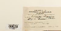 Pseudocalliergon turgescens image