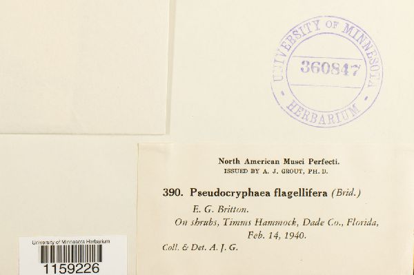 Pseudocryphaea domingensis image