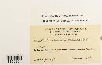 Pseudoleskea radicosa image