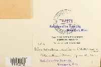 Pseudoleskea radicosa image