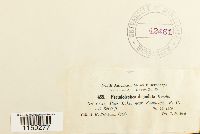 Pseudoleskea radicosa image