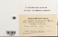 Pseudoleskea radicosa image