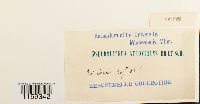 thumbnail image of current specimen