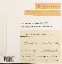 Pseudoleskea radicosa image