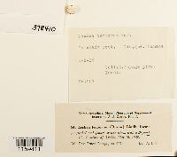 Pseudoleskeella tectorum image