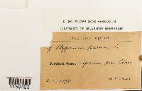 Pseudoscleropodium purum image