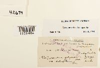 Pterigynandrum filiforme image