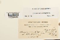 Pterigynandrum filiforme image