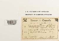 Pterigynandrum filiforme image