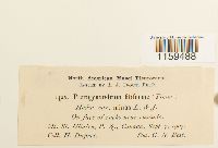 Pterigynandrum filiforme image