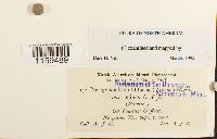 Pterigynandrum filiforme image