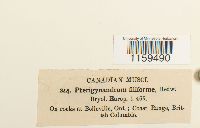 Pterigynandrum filiforme image