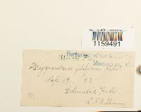 Pterigynandrum filiforme image