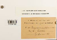 Pterigynandrum filiforme image