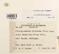 Pterigynandrum filiforme image