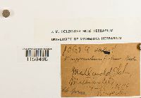 Pterigynandrum filiforme image