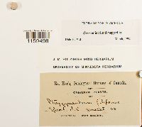 Pterigynandrum filiforme image