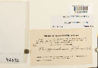 Pterigynandrum filiforme image