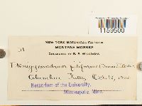 Pterigynandrum filiforme image