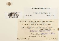 Pterigynandrum filiforme image