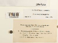 Pterigynandrum filiforme image