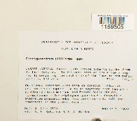 Pterigynandrum filiforme image