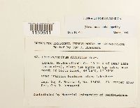 Pterigynandrum filiforme image